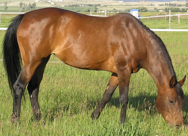 bay horse grazing