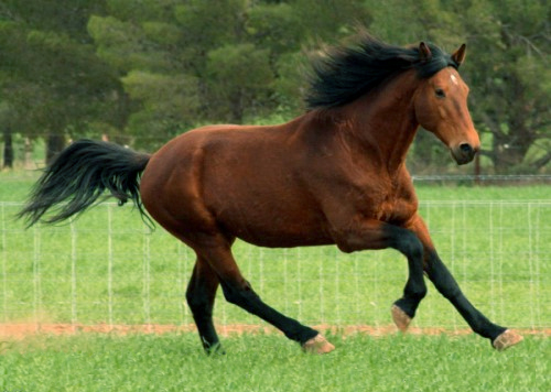 cantering horse