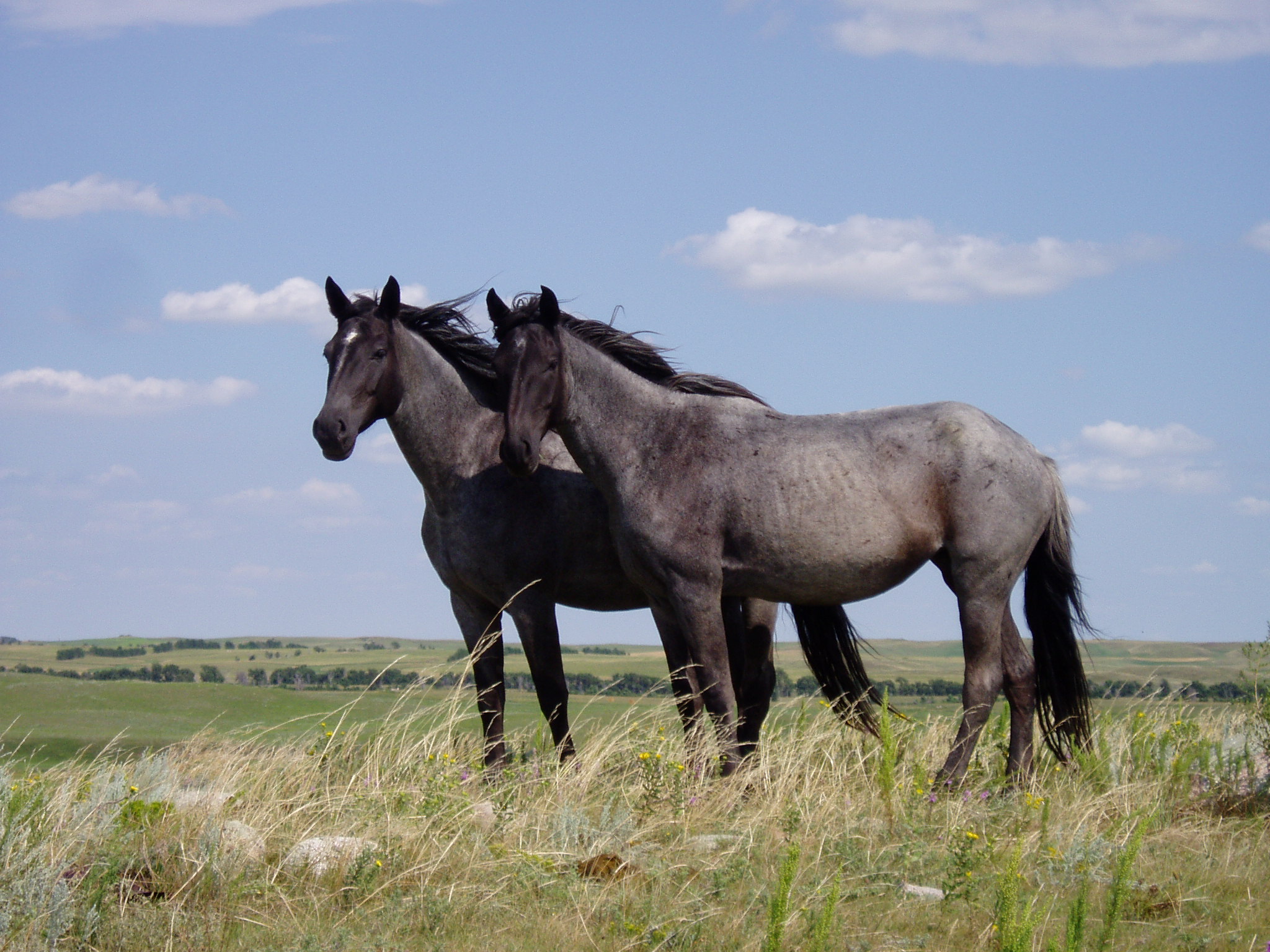 horses