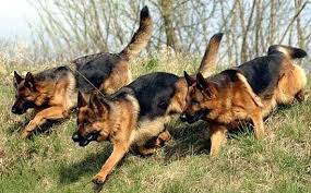 GSD running