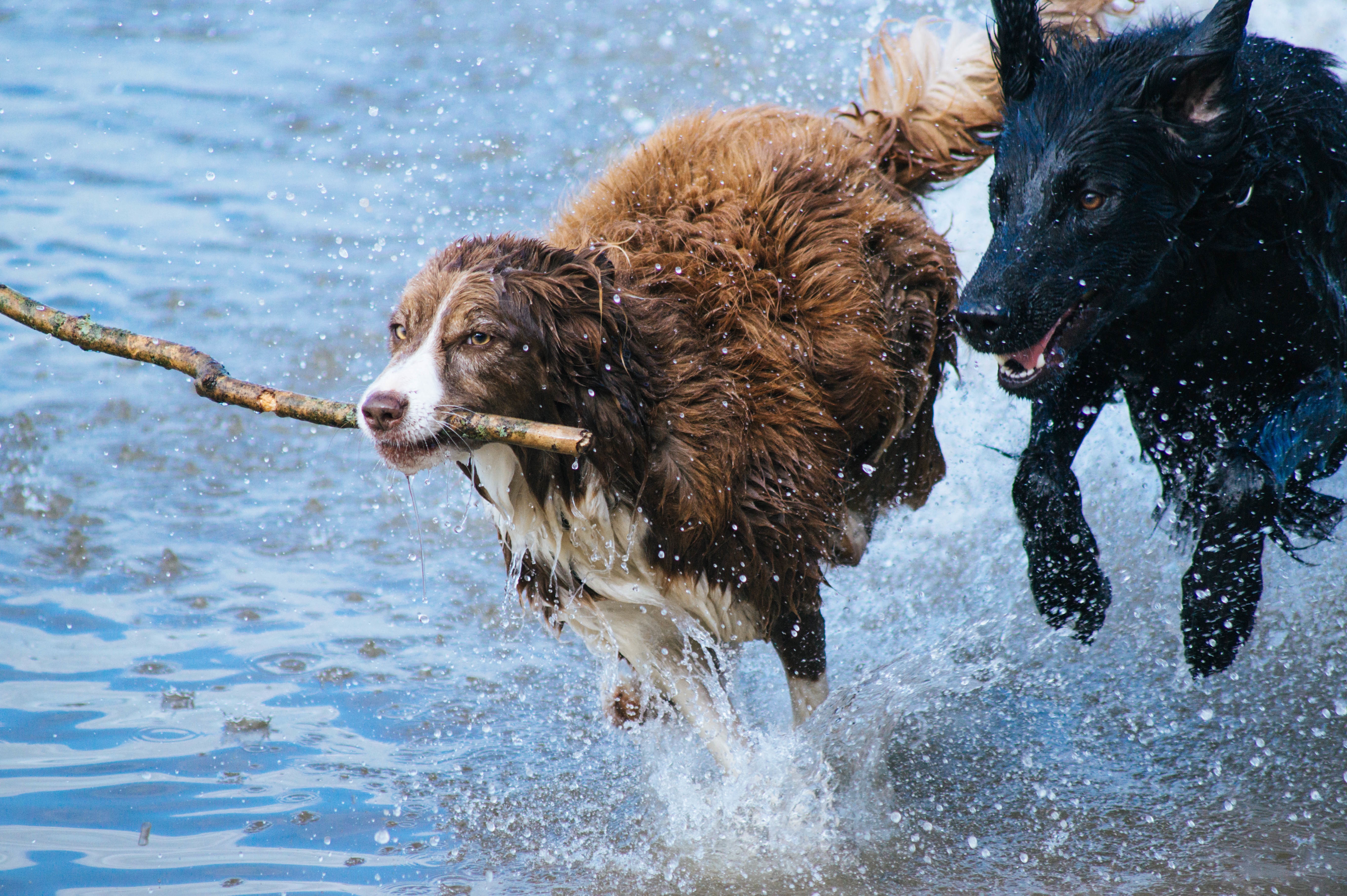 dogs in water