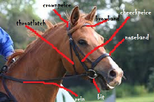 horse bridle