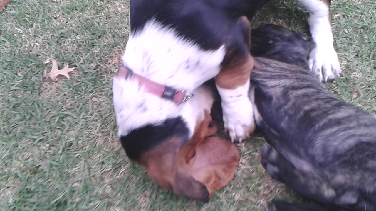 puppies playing