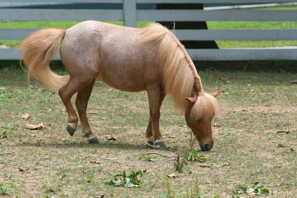 horse grazing