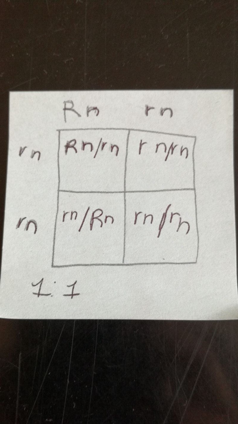 punnet square