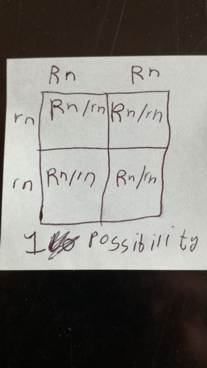 roan punnet square