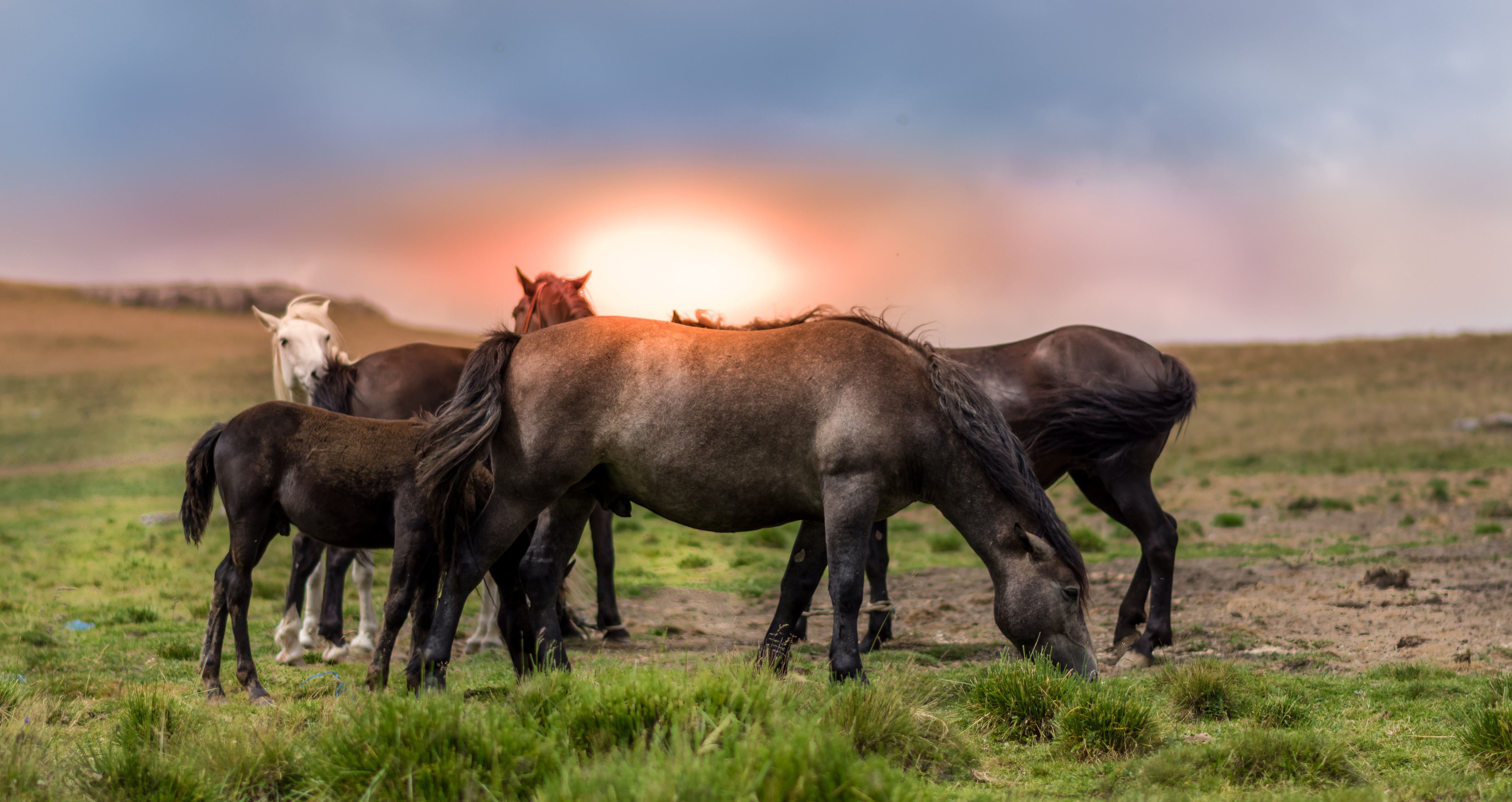 horse herd at dusk