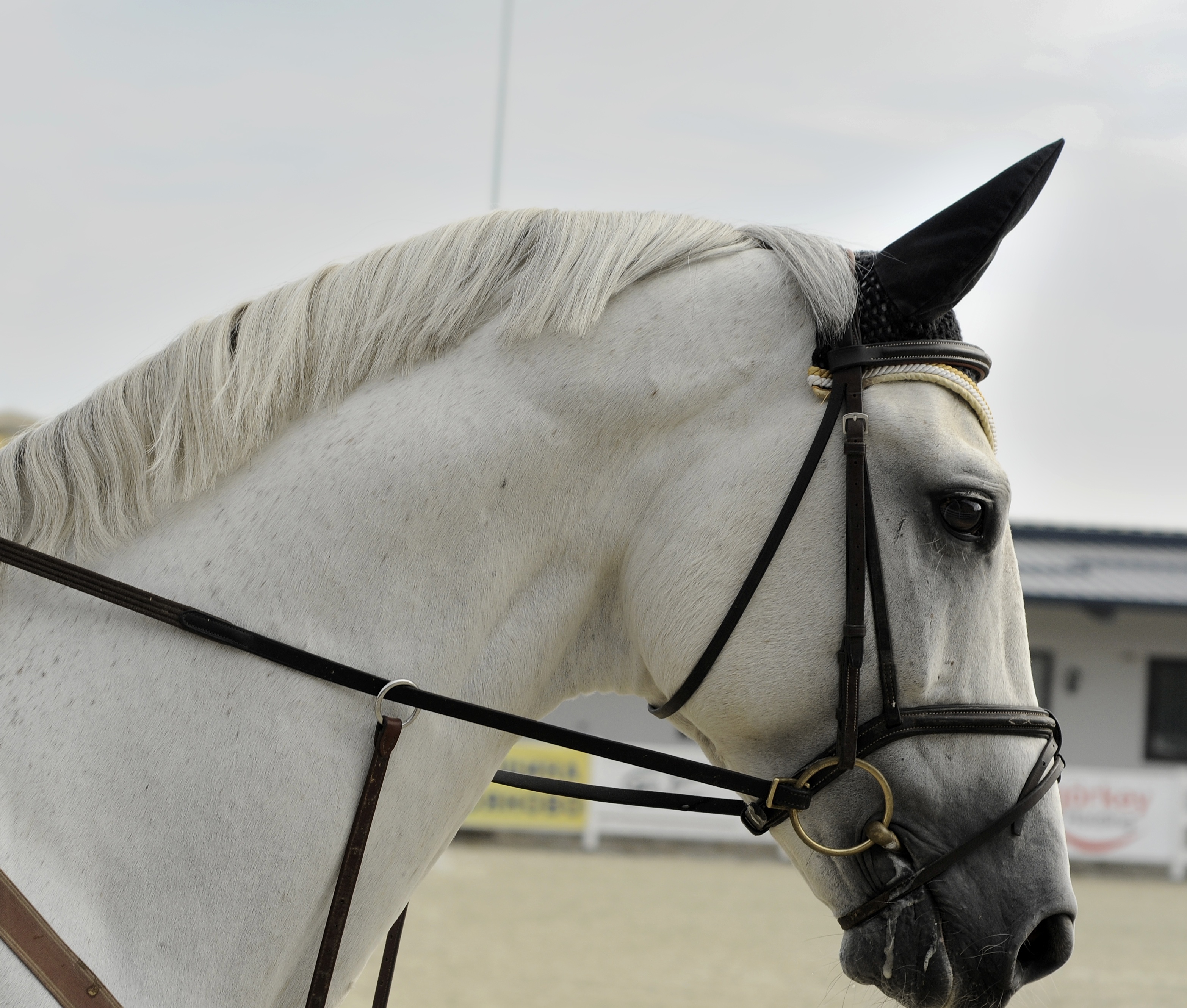 horse with snaffle